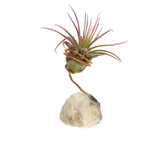 Load image into Gallery viewer, Tillandsia Ionantha Mounted on White Geode