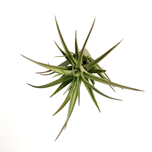 Tillandsia Aeranthos, Medium