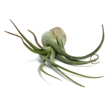 Load image into Gallery viewer, Tillandsia Seleriana, Large