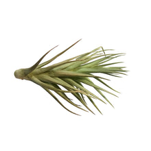 Load image into Gallery viewer, Tillandsia Tenuifolia Rosteda