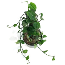Load image into Gallery viewer, Epipremnum Pinnatum, 6in , Cebu Totem variegated