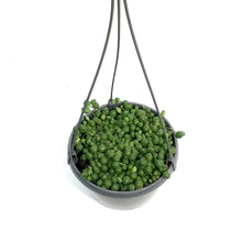 Load image into Gallery viewer, String of Pearls, 5in HB, Senecio Rowleyanus