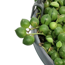 Load image into Gallery viewer, String of Pearls, 5in HB, Senecio Rowleyanus