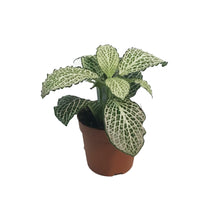 Load image into Gallery viewer, Fittonia, 3in, Nerve Plant