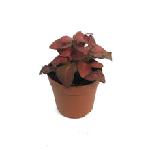 Load image into Gallery viewer, Fittonia, 3in, Nerve Plant