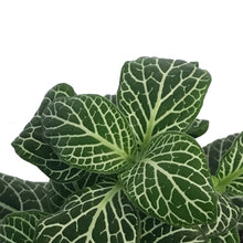 Load image into Gallery viewer, Fittonia, 3in, Nerve Plant
