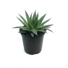 Load image into Gallery viewer, Aloe, 4in, Arista