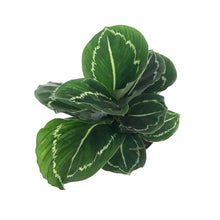 Load image into Gallery viewer, Calathea, 4in, Green lipstick