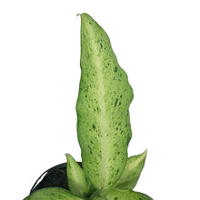 Load image into Gallery viewer, Dieffenbachia, 4in, Camouflage