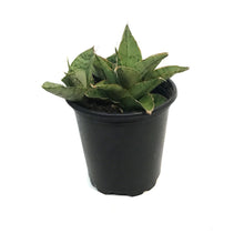 Load image into Gallery viewer, Sansevieria, 3.5in, Snowflake