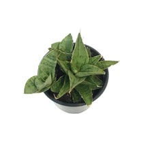 Load image into Gallery viewer, Sansevieria, 3.5in, Snowflake