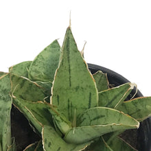 Load image into Gallery viewer, Sansevieria, 3.5in, Snowflake