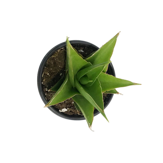 Sansevieria, 3.5in, Tower Green