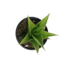 Load image into Gallery viewer, Sansevieria, 3.5in, Tower Green