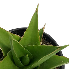 Load image into Gallery viewer, Sansevieria, 3.5in, Tower Green