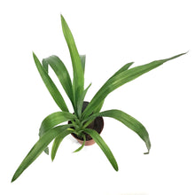 Load image into Gallery viewer, Yucca, 4in, Cane