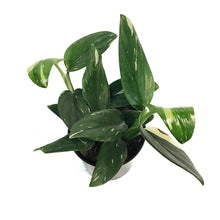 Load image into Gallery viewer, Monstera, 6in, Standeleyana