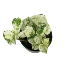 Load image into Gallery viewer, Pothos, 6in, Manjula