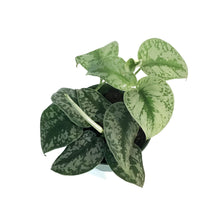 Load image into Gallery viewer, Scindapsus, 6in, Pictus