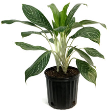 Load image into Gallery viewer, Aglaonema, 10in, White Lightning