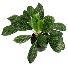 Load image into Gallery viewer, Aglaonema, 10in, White Lightning
