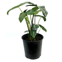 Load image into Gallery viewer, Alocasia, 10in, Longiloba
