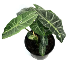 Load image into Gallery viewer, Alocasia, 10in, Longiloba