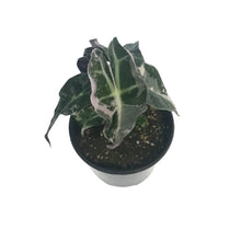 Load image into Gallery viewer, Alocasia, 4in, Polly, Pink Variegated