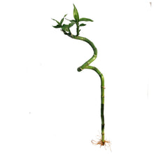 Load image into Gallery viewer, Curly Bamboo Stem, 45cm
