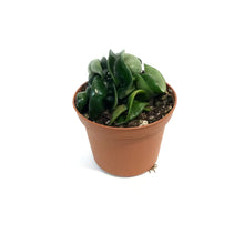 Load image into Gallery viewer, Hoya, 3in, Compacta