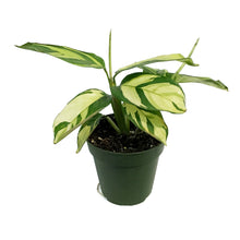 Load image into Gallery viewer, Ctenanthe, 4in, Lubbersiana Golden Mosaic
