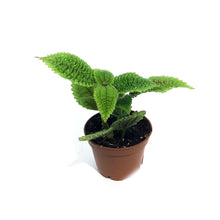 Load image into Gallery viewer, Pilea, 2.25in, Moon Valley