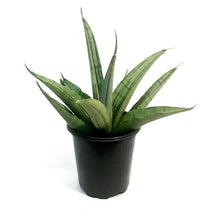 Load image into Gallery viewer, Sansevieria, 4in, Long White