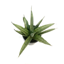 Load image into Gallery viewer, Sansevieria, 4in, Long White
