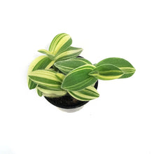 Load image into Gallery viewer, Tradescantia, 4in, Velvet Moon