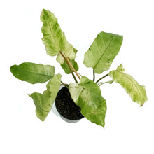 Load image into Gallery viewer, Philodendron, 6in, Snowdrift