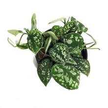 Load image into Gallery viewer, Pothos, 6in, Silver Satin