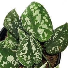 Load image into Gallery viewer, Pothos, 6in, Silver Satin