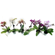 Load image into Gallery viewer, Orchid, 3.5in Single Spike