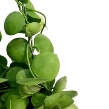 Load image into Gallery viewer, Dischidia, 4in, Vidalii Ant Plant