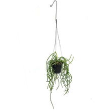 Load image into Gallery viewer, Rhipsalis Baccifera, 4in, Pink Pearl