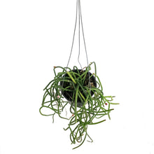 Load image into Gallery viewer, Rhipsalis Baccifera, 4in, Pink Pearl