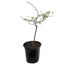 Load image into Gallery viewer, Finger Lime, 6in, Bironsunchy
