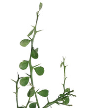 Load image into Gallery viewer, Finger Lime, 6in, Bironsunchy