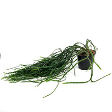 Load image into Gallery viewer, Huperzia, 6in, Nummulariifolia
