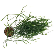 Load image into Gallery viewer, Huperzia, 6in, Nummulariifolia
