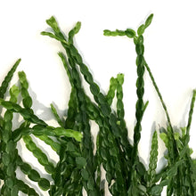 Load image into Gallery viewer, Huperzia, 6in, Nummulariifolia