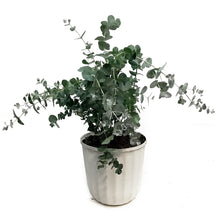 Load image into Gallery viewer, Patio pot, 10in, Eucalyptus