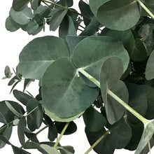 Load image into Gallery viewer, Patio pot, 10in, Eucalyptus