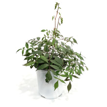 Load image into Gallery viewer, Astilbe, 1 gal, Ellie